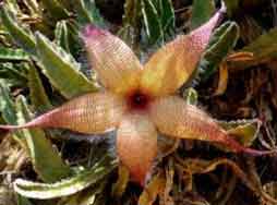 کلم مرداب - درآمد به منطق(Lysichiton) گلی با بوی بسیار بد.